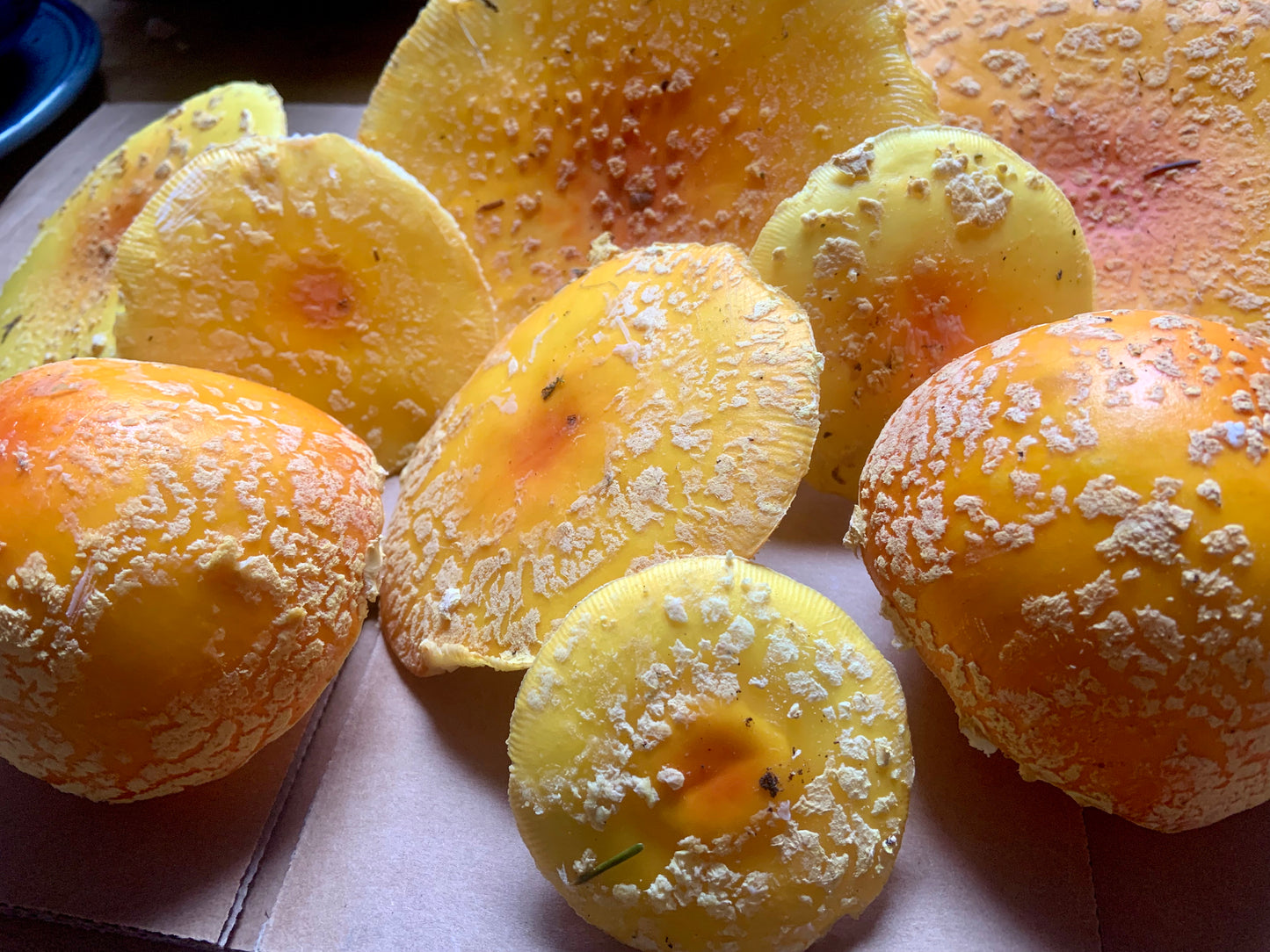 Amanita Var. Geussowii Extract