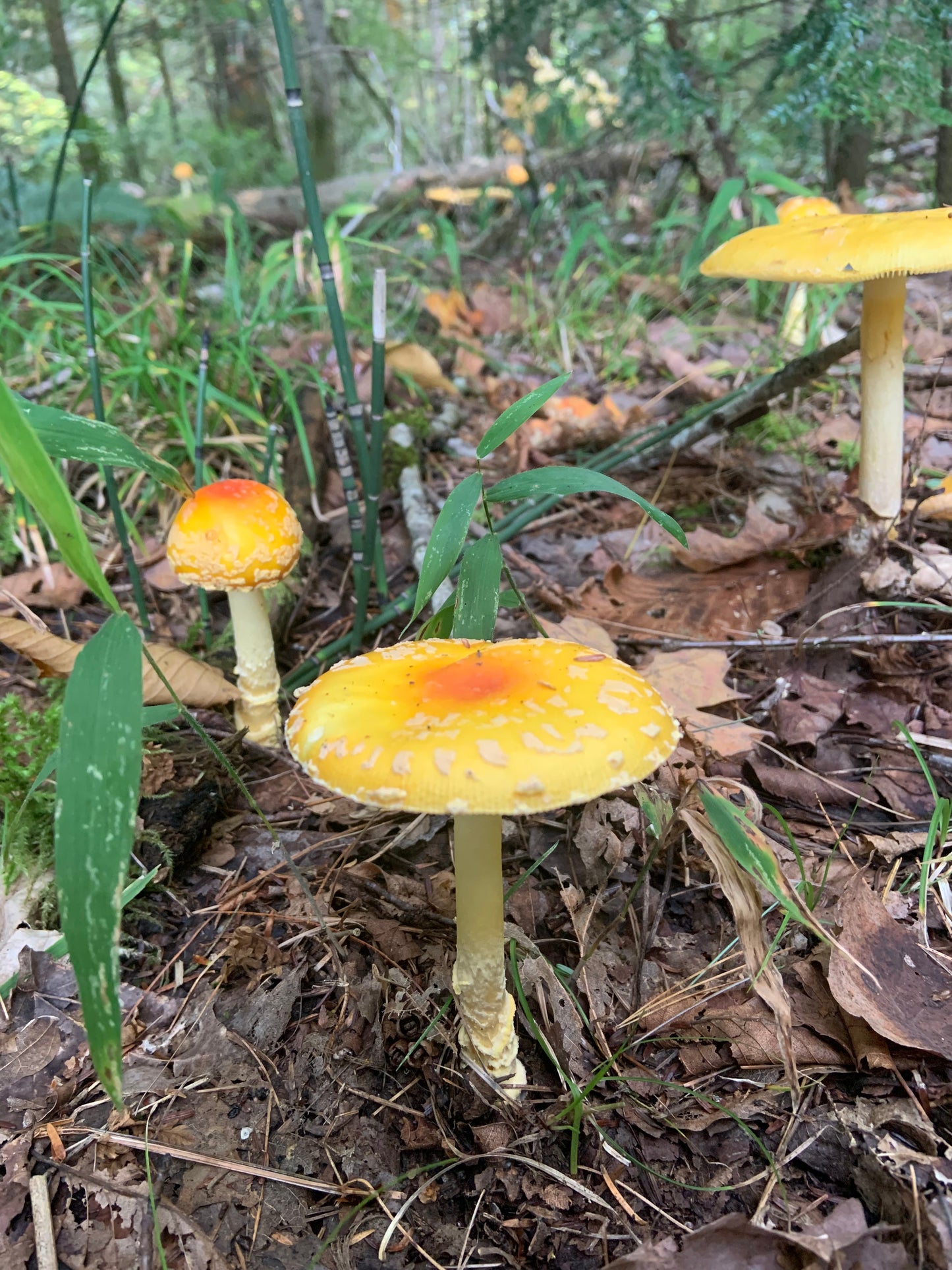 Amanita Var. Geussowii Extract