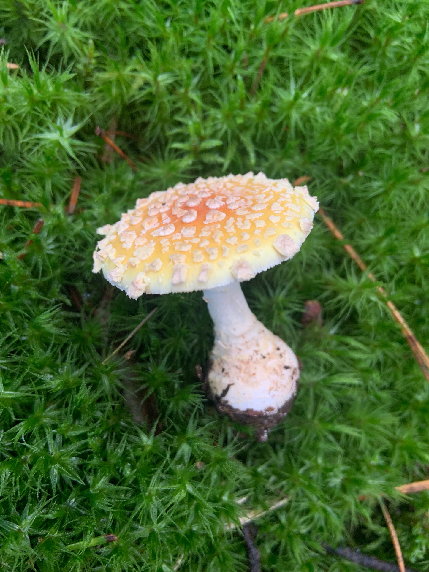 Amanita Var. Geussowii Extract