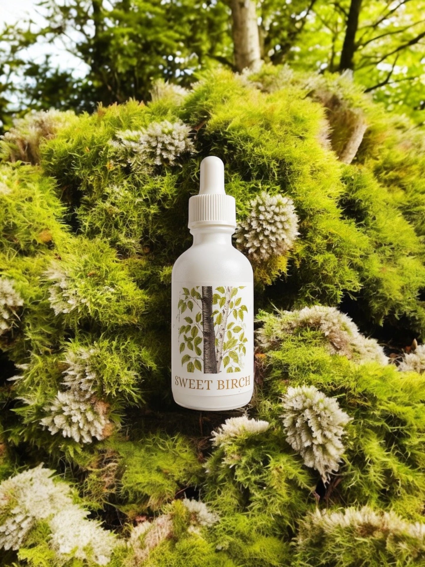 Sweet Birch Extract